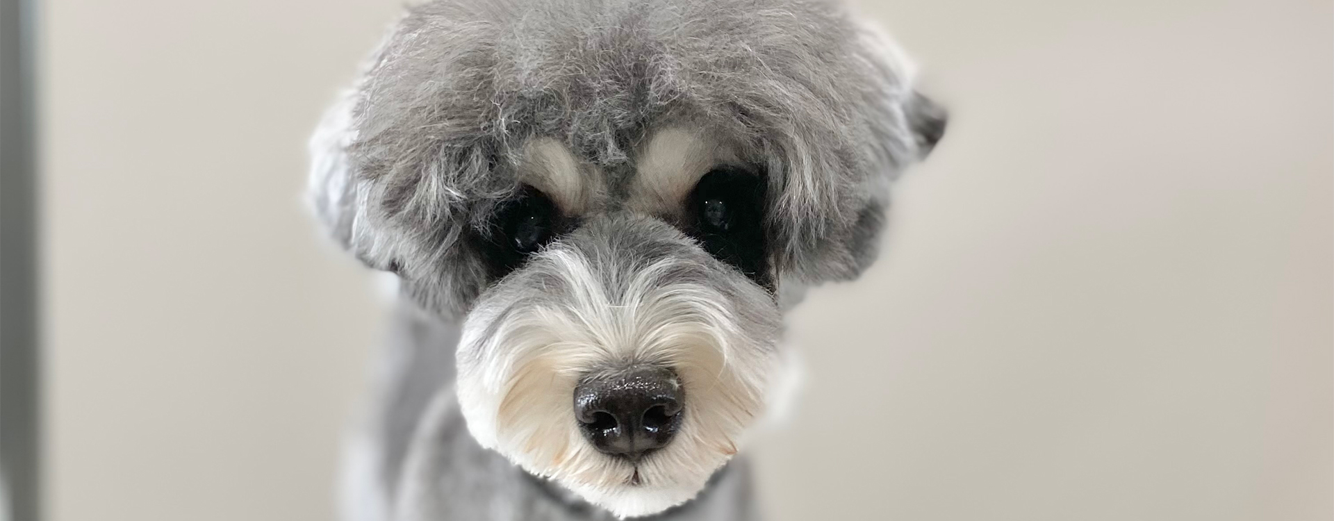 DOG SALON ACHERIE