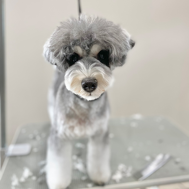 DOG SALON ACHERIE